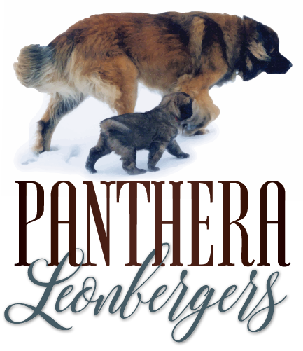 Panthera Logo-Vertical