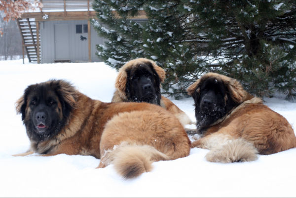 Leos in the snow