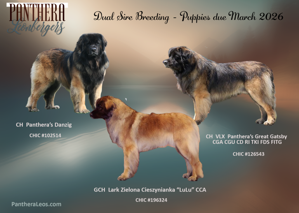 Panthera Leonbergers
Dual Sire Breeding - Puppies due March 2026